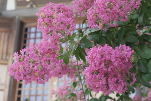 境内の花々