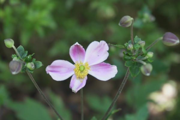 境内の花々