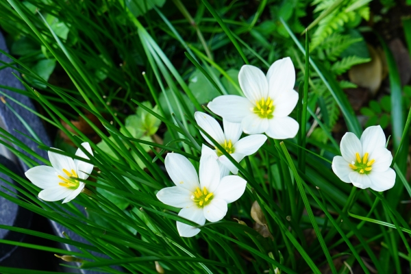 境内の花々