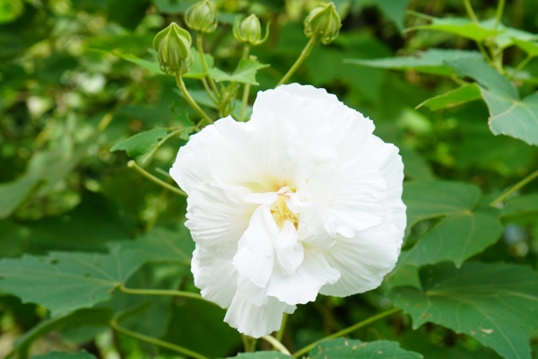 境内の花々