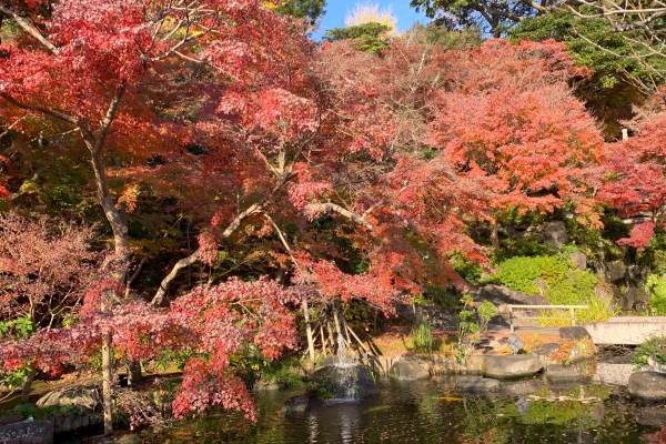 境内の花々