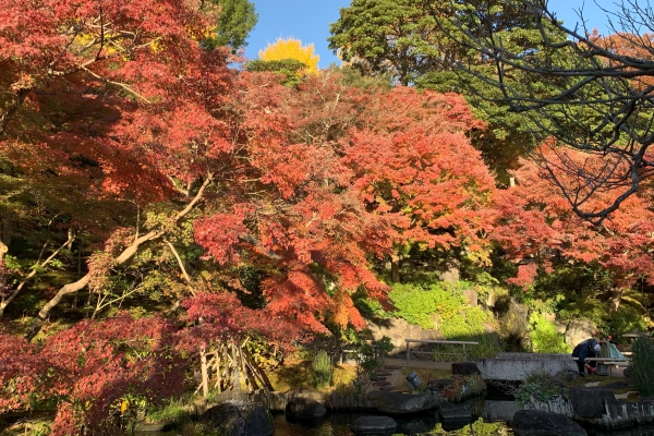 境内の花々