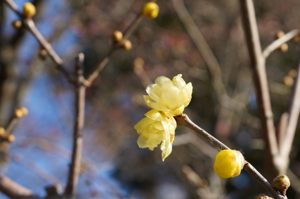 境内の花々