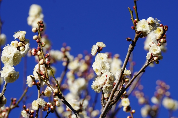 境内の花々