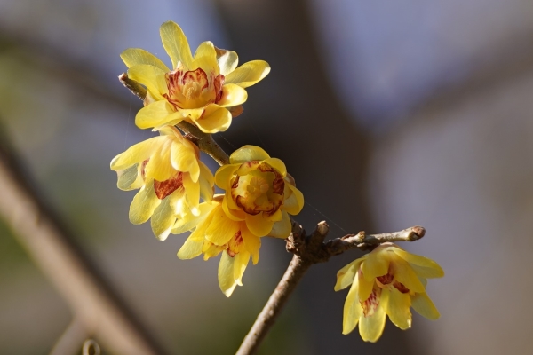 境内の花々