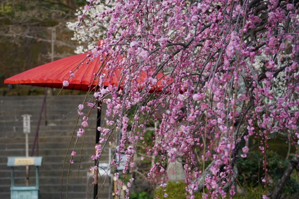 境内の花々