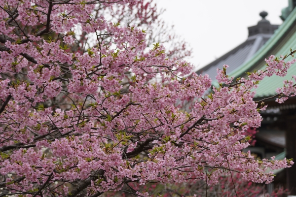 境内の花々