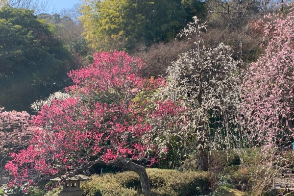 境内の花々